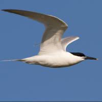 Sandwich Tern